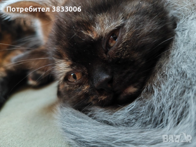  късокосмести Британски котета чистокръвни, снимка 8 - Британска късокосместа - 53519743