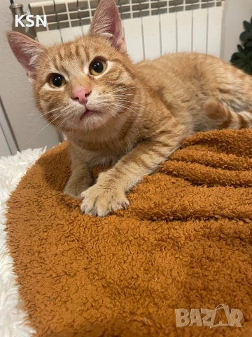 котарак си търси дом, снимка 8 - Други - 53178704