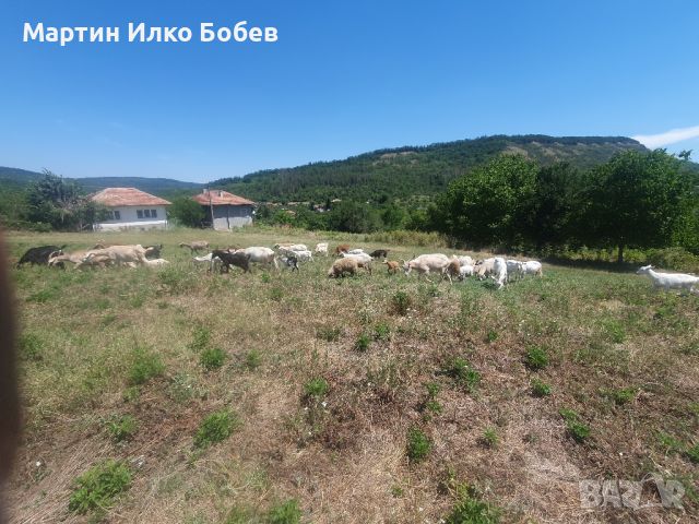 Svobodni kozi 18br, снимка 1 - Кози - 46439219