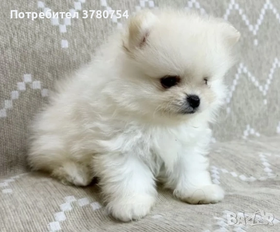 Померан мини , снимка 6 - Померан - 53627090