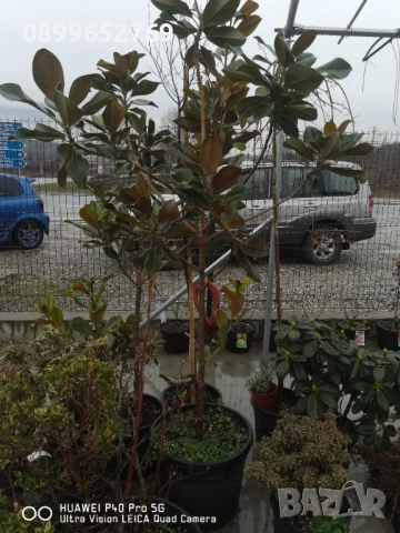 Грандифлора вечнозелена магнолия. 