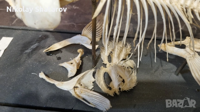 Анатомичен модел. шаран , снимка 4 - Такъми - 53911648