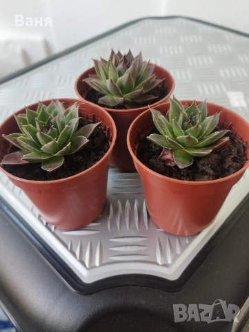 Сукуленти , снимка 2 - Градински цветя и растения - 33149721