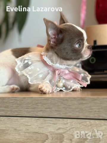 Кученца чихуахуа, снимка 6 - Чихуахуа - 52937787