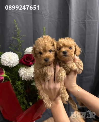 Пудел тойчета, снимка 1