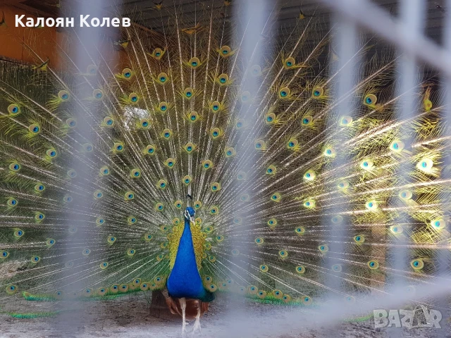 Двойка Пауни 