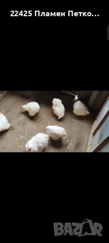 Продавам бял мини кохин 5+1, снимка 2 - други­ - 53523068