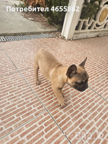 Френски съкровища търсят любящи стопани