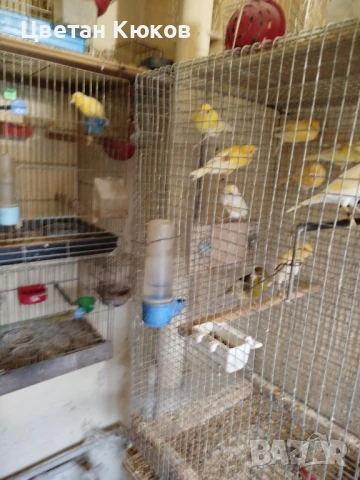 продавам канарчета възможна доставка до София или Монтана 