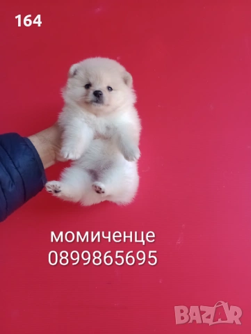 Померани. Мъжки и женски Померани. Реални снимки !