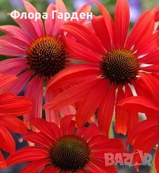 МНОГОГОДИШНИ ЦВЕТЯ - Коренища, снимка 11 - Градински цветя и растения - 53138637