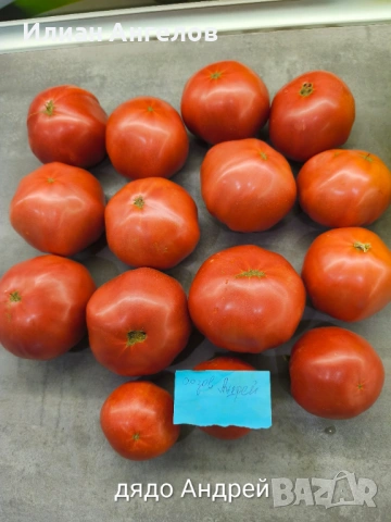 Семена от стари селски сортове домати,краставици и други, снимка 16 - Сортови семена и луковици - 52629365