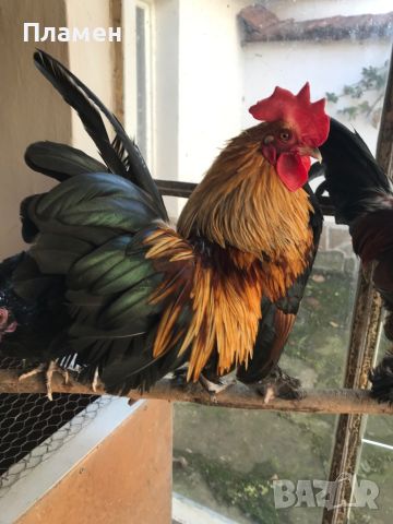 Две едногодишни двойки декоративни петлета и кокошки, които живеят заедно!, снимка 2 - Кокошки и пуйки - 45587002
