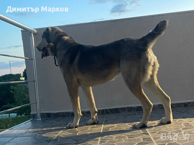 Кученца АЛАБАЙ(САО), снимка 12 - Алабай - 53439801