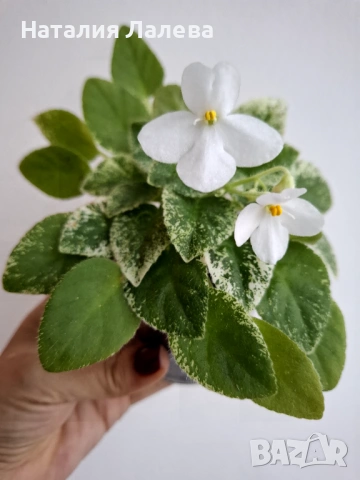 Мини сентполия, Alan's Fallen Angel, снимка 2 - Стайни растения - 53311601