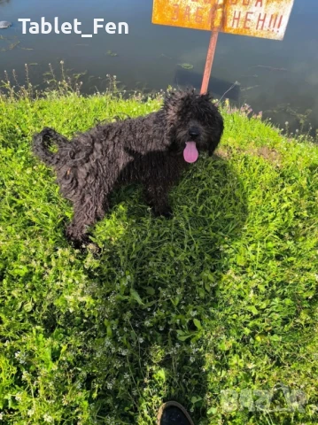  лабрадудел с две ваксини , снимка 3 - Пудели - 50739705