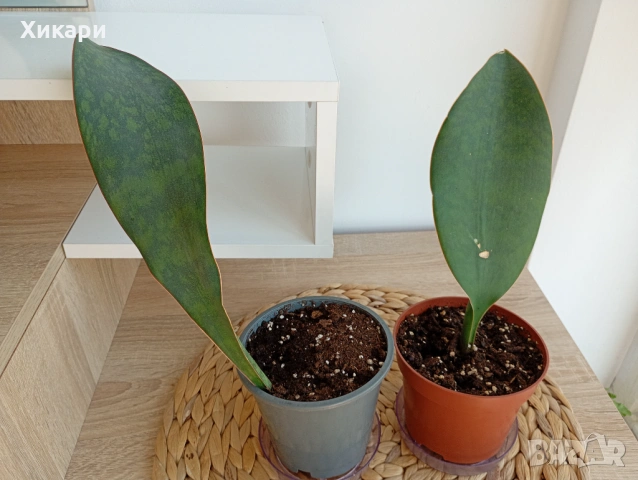 Sansevieria Masoniana - Whale fin ( Сансевиера Китова перка )