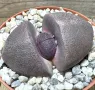 Pleiospilos nelii rubra, снимка 3