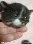 Подарявам тези малки сладки котенца , снимка 1 - Други - 45762110