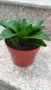Сансевиера 2 вида / Sansevieria Hahnii/Sansevieria trifasciata  , снимка 9