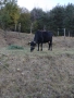 Крави , снимка 3