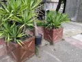 Продавам палма Юка / Yucca, 30 годишна, 1.2 м. височина, 2 броя., снимка 5