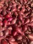 Арпаджик сорт Ред Кармен(14-17), снимка 2