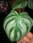 Philodendron Plowmanii Citrus , снимка 4