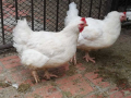 Петли Бройлери,петлета , яйца, носачки,ярки, месо,пилета,кокошки , снимка 1