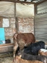 Продавам крави и телета, снимка 6