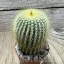 Notocactus leninghausii, снимка 1