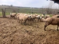 Продавам бременни овце , снимка 10