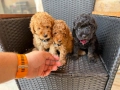 Мини пудели Актуално от 5.12.2025, снимка 1
