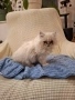 Персийски котенца, снимка 8