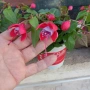 каскадна фуксия обичка , снимка 2