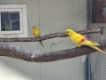 Жълти планински папагали, снимка 3