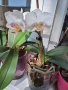 Орхидея ароматна, снимка 2