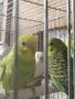 Вълнисти папагали , снимка 1 - Папагали - 45891657