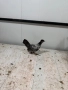 Продавам декоративни кокошки, снимка 4