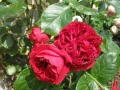 🌹РОЗА 🌹Gpt Red Eden Rose® (Eric Tabarly®) 🌹, снимка 6