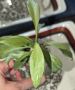 Хоя/Hoya nicholsonii new guinea goast , снимка 1 - Стайни растения - 45876272