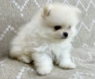 Померан мини , снимка 6