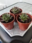 Сукуленти , снимка 2