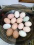 разплодни яйца и малки пиленца от домашни кокошки