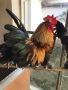 Две едногодишни двойки декоративни петлета и кокошки, които живеят заедно!, снимка 2