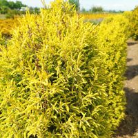 Юниперус комунис Gold Cone (Juniperus communis Gold Cone), снимка 3 - Градински цветя и растения - 45586752