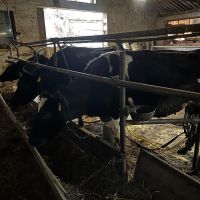 Крави, снимка 1 - Крави - 45185518