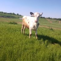 селскостопански животни , снимка 1 - Крави - 45394558