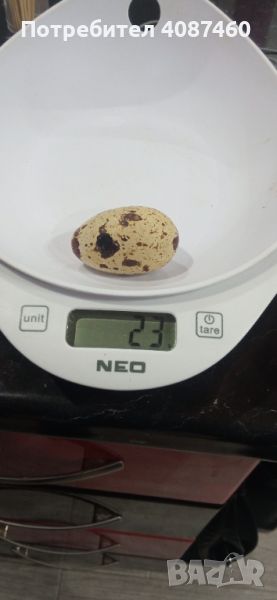 Пъдпъдъчи яйца за люпене 0.20ст, снимка 1