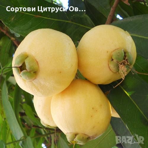 Розова Ябълка - Syzygium jambos, снимка 1